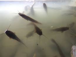 Ikan gabus di dunia ikan hias tidak kalah dengan ikan hias lainnya. Air Bah Tidak Luntur Semangat Penternak Ikan Keli Buletin Mutiara