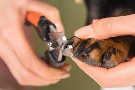 Here you may to know how to cut your puppy s nails. How To Trim Puppy Nails Without A Fuss Fear Free Happy Homes