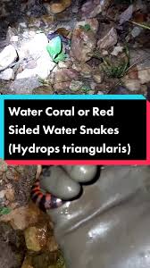 Image result for Hydrops triangularis