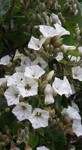 Image result for Paralepistemon shirensis
