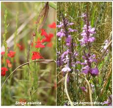 Image result for Striga baumannii