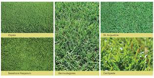 Emerald zoysia was recommended by the landscaping company who did the work. Hawaiiscape A Review Of Turfgrasses Used In Hawaii Hawaiiscape