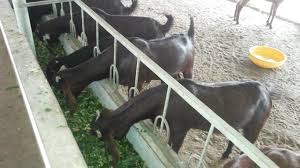 Study your business plan and business moves carefully. Goat Farming Business Plan Profit Basics And Information