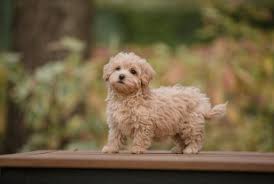 Best Quality Maltipoo Puppies For Sale In Singapore February 2022