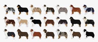 Akc color codes for poodles. Picture Australian Shepherd Color Chart Hd Png Download Transparent Png Image Pngitem
