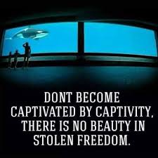 Pin By Omved Therapies On Veganism Animal Rights Animals Matter Sea World Marine Biology