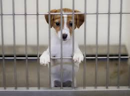 We did not find results for: San Francisco Passes Law Forcing All Pet Shops To Only Sell Rescue Dogs And Cats The Independent The Independent