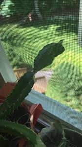 There is a lot of variation as to which method will be most • many types of cactus will grow readily from cuttings. 17 Plants That Are Growing Out Of Some Truly Strange Places