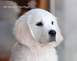 See what to expect when you choose this majestic breed. White Golden Retriever Puppies Akc Certified Nj Ny Pa Ct Ma Md De Ri Tx Ca Az Fl