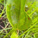 Image result for Smilax anceps