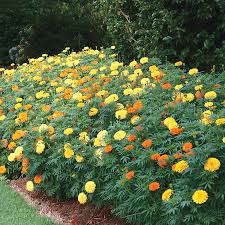 Learn how to grow marigold seeds and plants in your annual flower garden from gardening experts at burpee. Parks Whopper Mix Marigold Seeds Park Seed