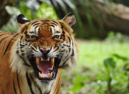 Image result for tiger