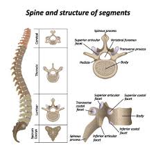 Facettensyndrom Ursachen Symptome Behandlung Medlexi De