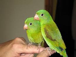 Birds You Can Have As Pets Panama Parakeets 12 Parakeet Small Pets Animals