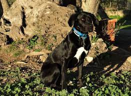 zuhause gefunden tierheim linth