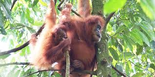 Gambar flora dan fauna di sumatera. Flora Dan Fauna Faktor Penting Kehidupan Manusia