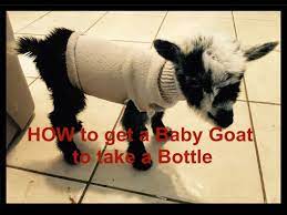 How To Teach A Baby Goat To Take A Bottle Youtube