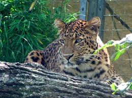 Tierpark Hellabrunn Zoo Munich Germany Tierpark Hellabrunn Park Und Tiere