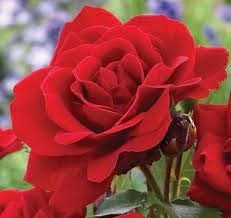 Lilli Marleen (FL) (KORlima, Lili Marleen, Lili Marlene, Lilli, Lilli  Marlene, Lillie Marleen, Limar)