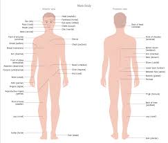 The following human organ diagram shows you the front and back view of the human body diagram. Human Anatomy Solution Conceptdraw Com