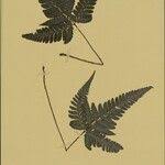 Image result for Triplophyllum