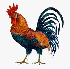 hen clipart gallo cock png free transparent clipart clipartkey hen clipart gallo cock png free