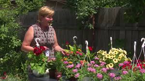 Plouă ca prin sită și bate vânt rece. In GrÄdina Danei Plantele Verzi De Apartament Proiect De GrÄdinÄ Si Plante Medicinale Tvr1 Youtube