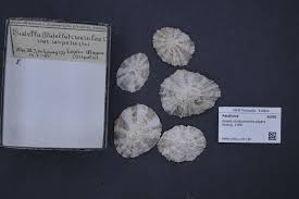 Image result for Patella aspera