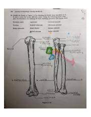Anatomy coloring book chapter 7 answers colorgram key chap 5 6 the muscular system 6 pages muscle worksheet 1 related to the muscular system coloring anatomy and physiology chapter 6 homework. Appendicular Skeleton Anatomy And Physiology Coloring Workbook Coloring Walls