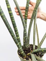 Image result for Ficus fischeri