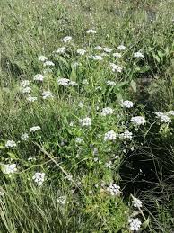 Image result for Oenanthe mildbraedii