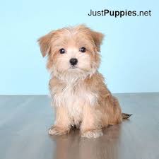 Teacup & toy puppies for sale. Puppies For Sale Orlando Fl Teddy Bear Puppies Teacup Dogs Puppies Maltipoo Puppies For Sale