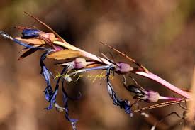 Image result for Lobelia chireensis