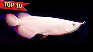 Top 10 Expensive Arowana Fish Varieties Youtube