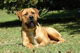 Check spelling or type a new query. The Majestic South African Boerboel Pets Nurturing