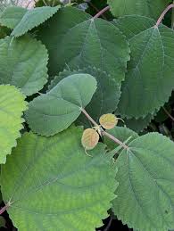 Image result for Boehmeria macrophylla