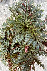 Image result for Selaginella afrorum