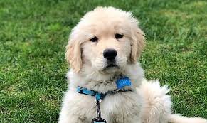 What Are The Best Ways To Feed My Golden Retriever Puppy Quora