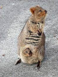 Quokkas Are The Happiest Animals In The World Bizarre Animals Cute Animals Cute Baby Animals