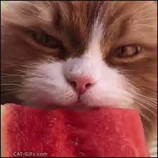 Discover more related gifs on gfycat. Cat Gif Hungry Cat Eating Watermelon He Likes Fruits And Fast Food Cats Funny Cute Cats Crazy Cats