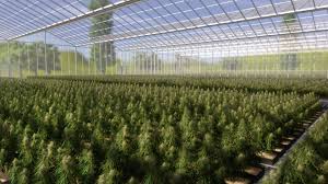 We did not find results for: Fifty First Parallel What Lethbridge Can Expect From Its First Cannabis Production Facility Lethbridge News Now
