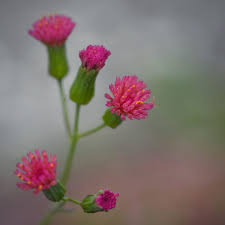 Image result for Emilia debilis