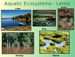 Freshwater Lentic V Lotic Crollcorner Water Ecosystems Aquatic Ecosystem Ecosystems