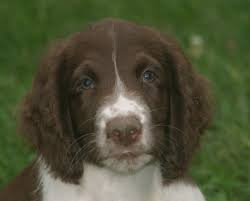 Maybe you would like to learn more about one of these? View Ad English Springer Spaniel Puppy For Sale Near Wisconsin La Crosse Usa Adn 14506