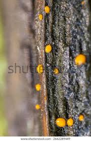 Image result for Dacryotrichia