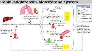 Purified enzymes for medical, industrial and research use. Renin Angiotensin System Wikipedia