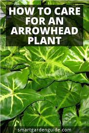 Arrowhead plant care is easier than that of some other exotic plants, but it takes some finesse to keep it well watered. How To Care For An Arrowhead Plant Syngonium Podophyllum This Really Helpful Article Will Show Y Arrowhead Plant Syngonium Podophyllum Arrowhead Plant Care