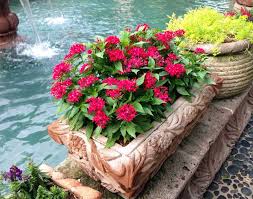 Image result for Pentas schimperi