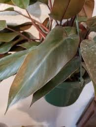 Aroid is the common name for members of the araceae family of plants, sometimes known as the philodendron or arum family. 31 Ideas De Philodendron Plantas Filodendro Plantas De Sombra