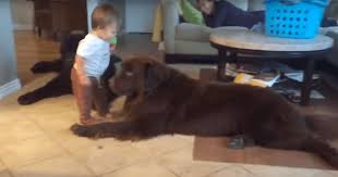 En outre, c'est une femme très plaisante avec un assez bon sens de l'humour. La Reaction De Ce Chien Au Baiser Du Tout Petit Va Vous Faire Rire A Vous En Rouler Par Terre Vonjour
